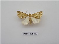 藏品(尺蛾121)的圖片